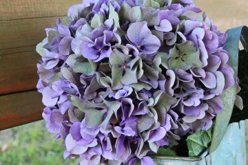 Kakva je to prirodna dohrana cvijeća?