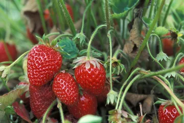 Kada započeti prihranu jagoda mjesečarki?