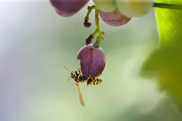 Koje biljke protiv osa je najbolje zasaditi u vrtu?