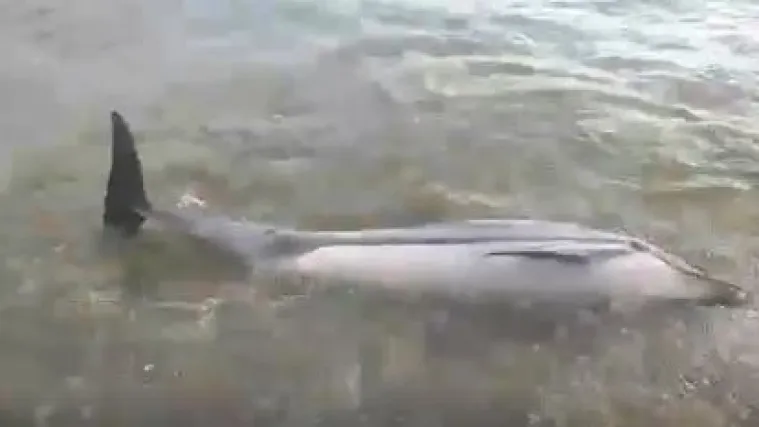 Nesretnu životinju izbacilo more