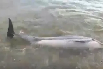 Nesretnu životinju izbacilo more