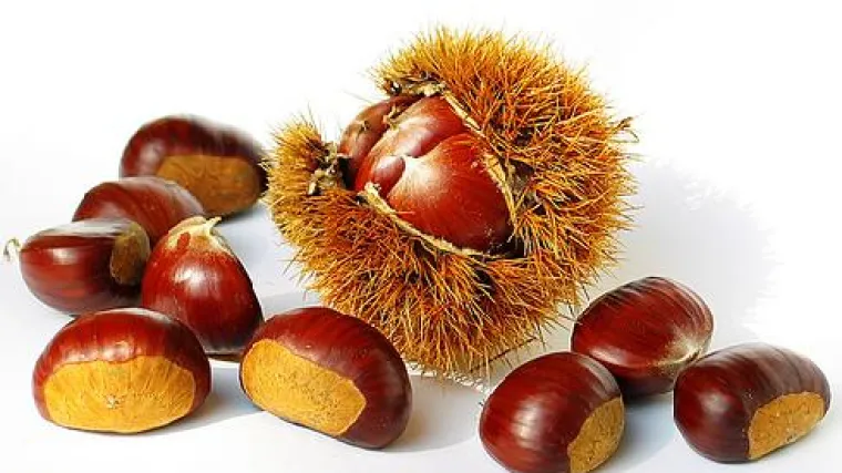 Kada je cvjetanje kestena u punom jeku?