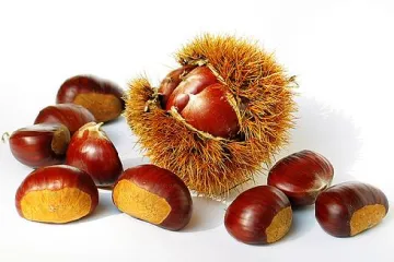 Kada je cvjetanje kestena u punom jeku?