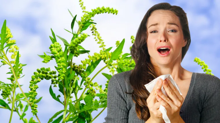 Ambrozija cvjetanje - kakve probleme izaziva cvjetanje ambrozije?