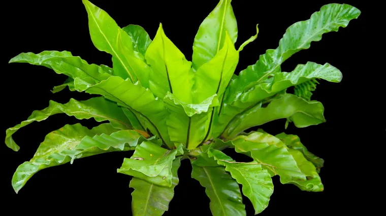 Paprat u kupaonici - je li paprat dobar izbor za kupaonicu?