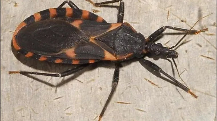 Čak 300.000 ljudi je zaraženo, a način napada ove bube je zaista perverzan