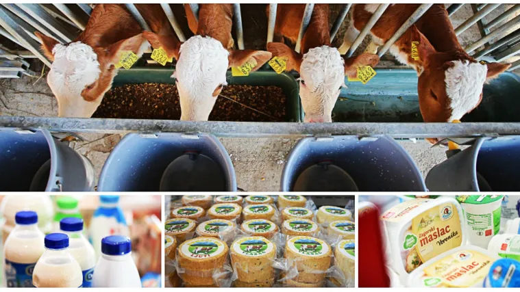 Zbog vremenskih neprilika mljekari na koljenima: Čeka li nas rast cijena mlijeka, maslaca i sira?