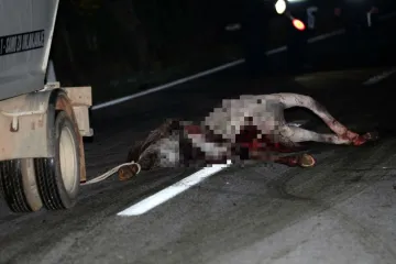 Autobus naletio na konja na cesti, u silovitom udaru ozlijeđen vozač, vozilo smrskano, a životinja uginula