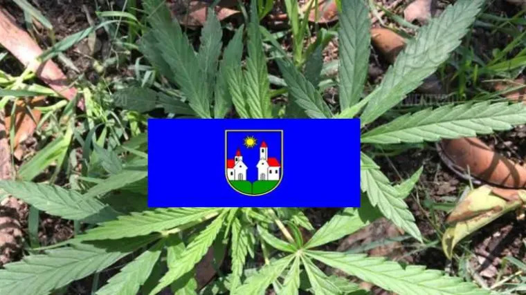 Izrasla do 60 cm: Bakica zasadila marihuanu ispred stambene zgrade