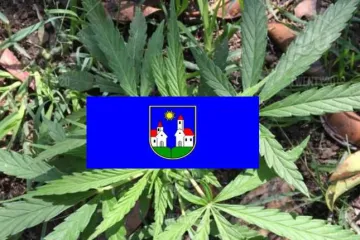 Izrasla do 60 cm: Bakica zasadila marihuanu ispred stambene zgrade