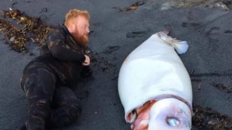 Braća &scaron;etala plažom pa prona&scaron;la divovsko biće iz morskih dubina