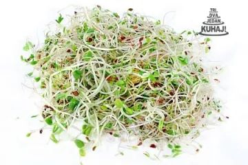 Uzgoj klica - izuzetno jednostavan uzgoj