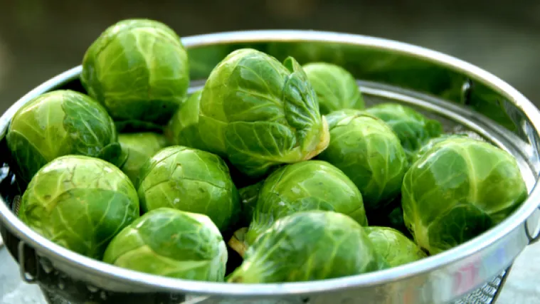 Prokulice sadnja - Što prokulice trebaju u vrijeme sadnje