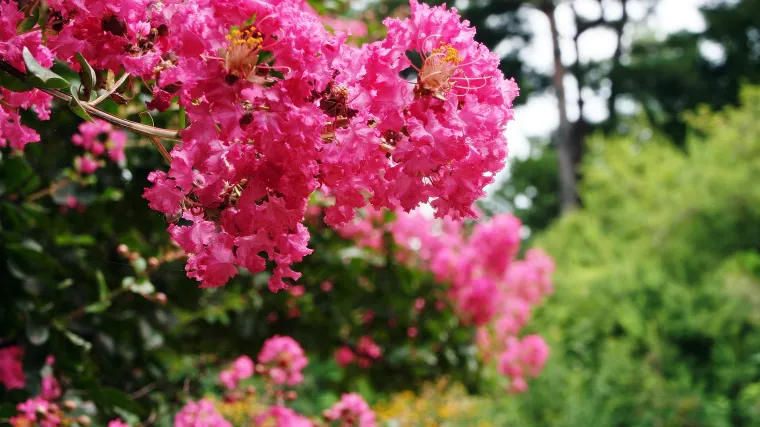 Indijska ruža ili Lagerstroemia indica: savjeti za sadnju i uzgoj