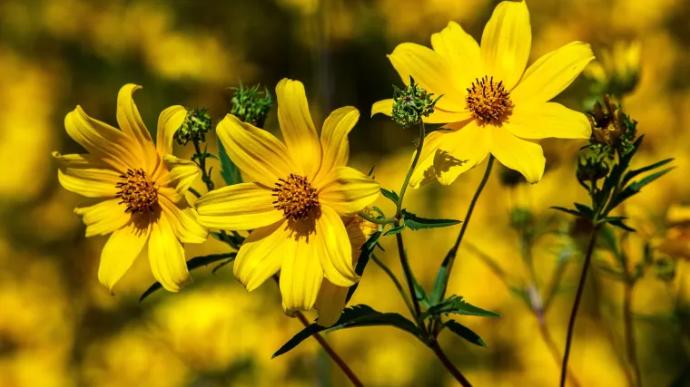 Djevojačko oko: savjeti za uspješnu sadnju i uzgoj