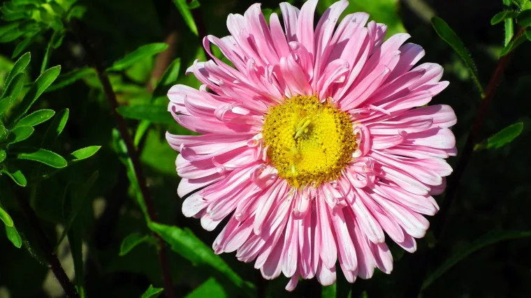 Aster cvijet: sadnja, uzgoj i održavanje