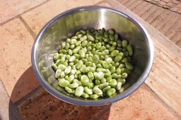 Povrće bob kao specijalitet u kulinarstvu