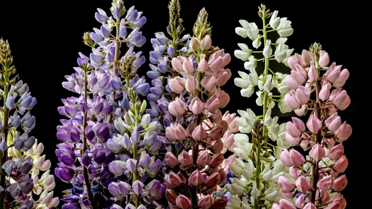 Vučjak biljka: kako uzgajati cvijet vučjak?