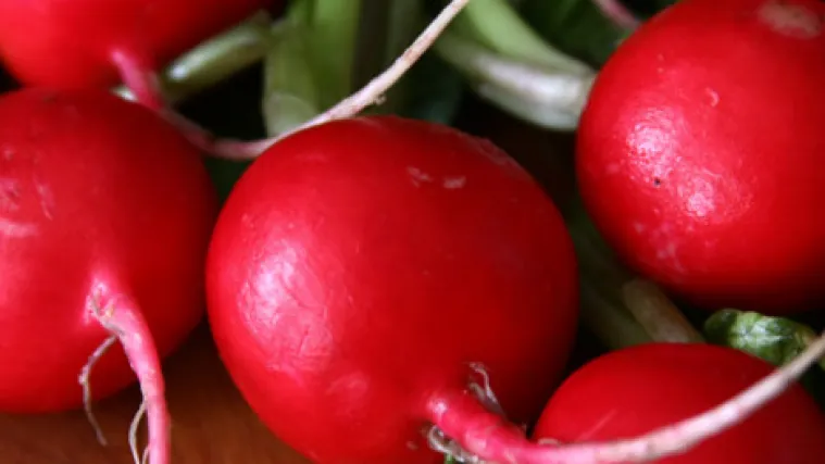 Rotkvica: sadnja, uzgoj i sorte