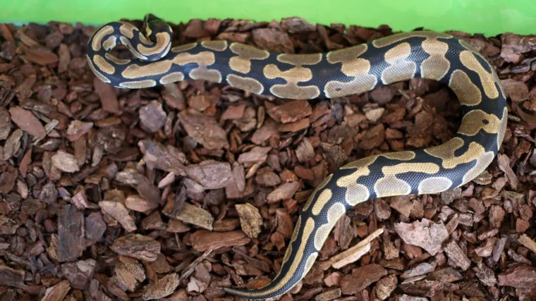 Može se penjati po drveću i klizati se po močvarama