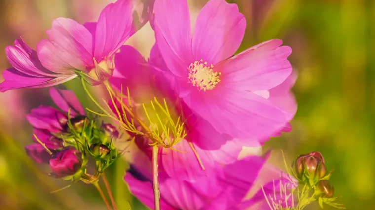 Cosmos cvijet: savjeti za sadnju i uzgoj cosmosa u vrtu