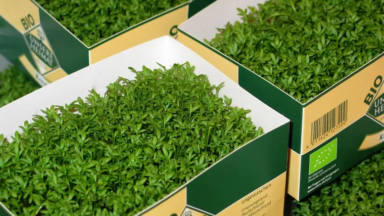 Salata glavatica kao klasična vrtlarska kultura