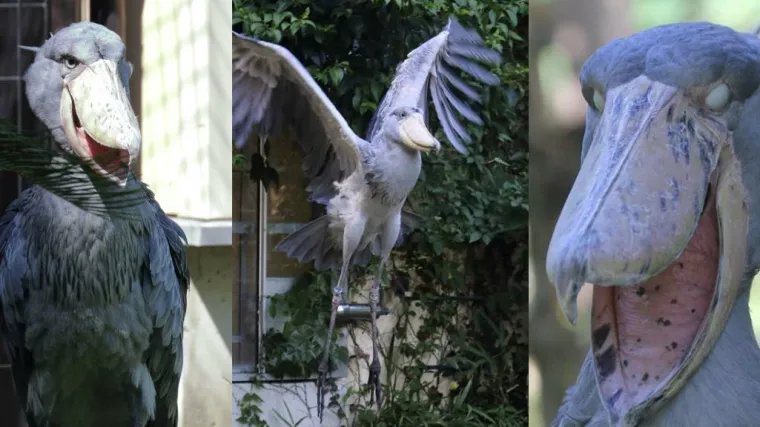Toliko bizarna da ni znanstvenici nisu sigurni &scaron;to bi s njom