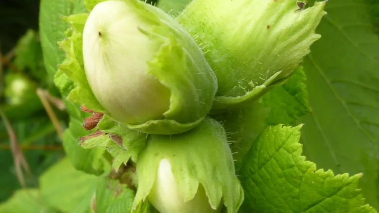 Lijeska stanište i uzgoj