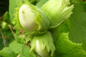 Lijeska stanište i uzgoj