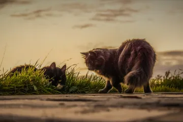 Klupčasta oštrica biljka koju često susrećemo