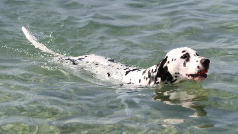 Vau vau, ovo će biti stvarni 101 dalmatinac: Vlasnici i psići, pozvani ste da se skupite za milenijsku fotku u &Scaron;ibeniku