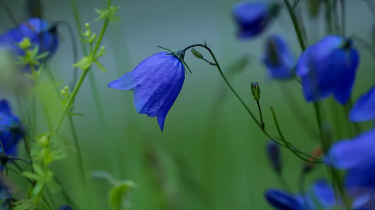 Campanula cvijet: savjeti za sadnju, uzgoj i zalijevanje