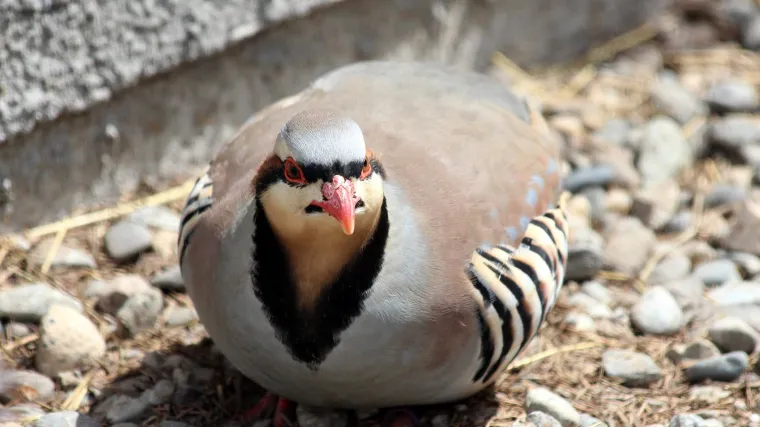 Atraktivna jarebica kamenjarka