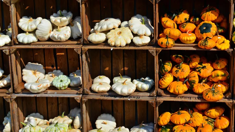 Znate li kakva je to patišon tikvica?