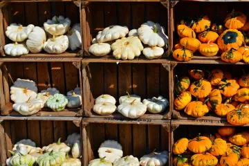 Znate li kakva je to patišon tikvica?