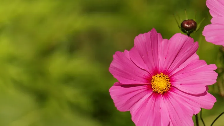 Uresnica cvijet: savjeti kako uzgajati uresnicu