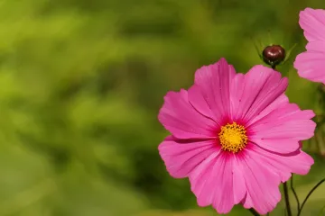 Uresnica cvijet: savjeti kako uzgajati uresnicu