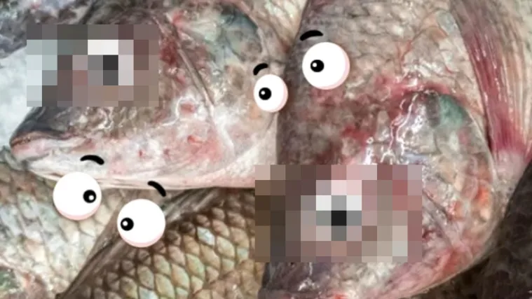 'Ova je riba svježa, vidi joj se u očima' - varali kupce i stavljali umjetne oči na ribe