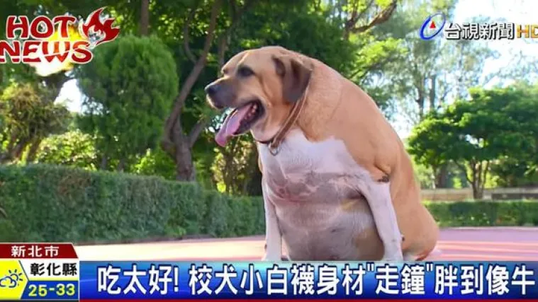 Mole se prolaznici da ga prestanu hraniti: Najdeblji pas čuvar je malen, ali ima 50 kg