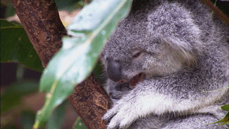 Ranjive životinje: Koale bi u Australiji do 2050. mogle izumrijeti zbog pretjeranog krčenja &scaron;uma