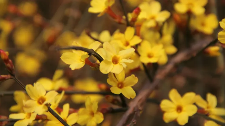 Žuti jasmin jedina vrsta jasmina koja ne miriše