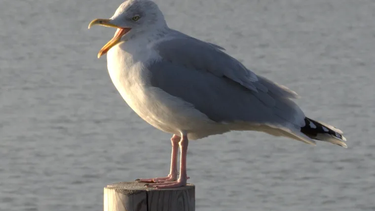 Nogom udario galeba koji mu je htio oteti cheeseburger, pa sada mora platiti novčanu kaznu