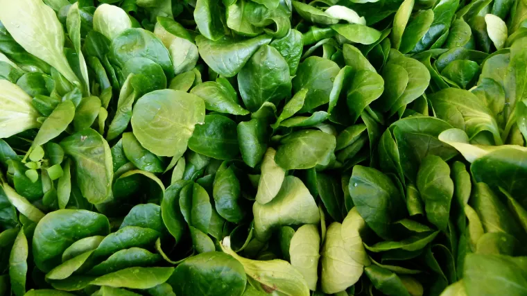 Matovilac sadnja: savjeti za sadnju salate matovilca