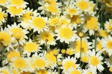 Kanarska ivančica lijepa i atraktivna biljka