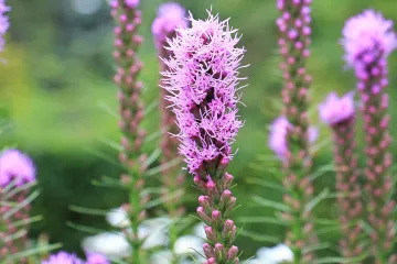 Liatris cvijet ili plamena zvijezda: savjeti za sadnju, uzgoj i održavanje