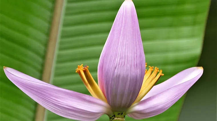 Banana cvijet - najzanimljiviji cvijet koji daje plodove
