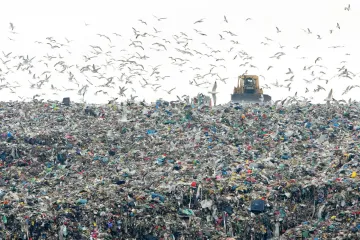 'Stanari u novim zgradama mogu uživo uživati u klanju svinja, ali vrhunac apsurda je ipak nešto drugo'