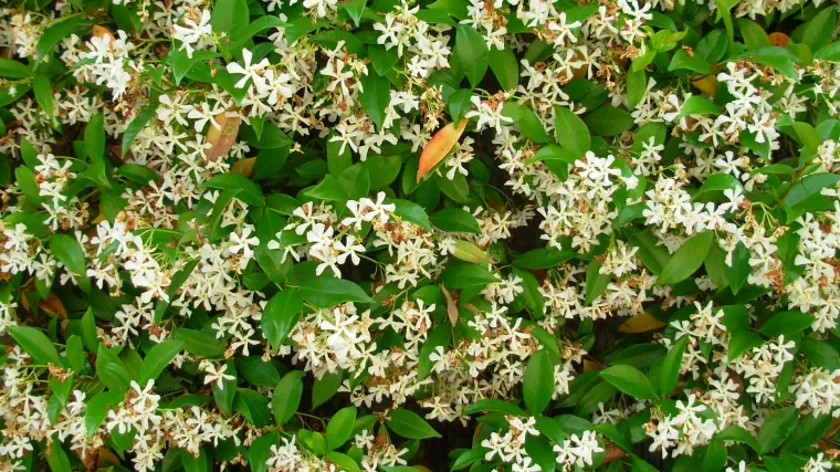 Jasmin penjačica - omiljena brzorastuća penjačica