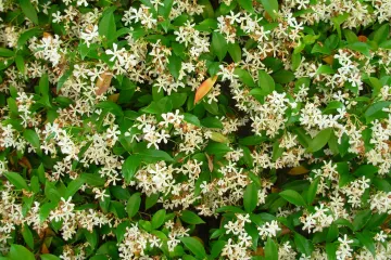 Jasmin penjačica - omiljena brzorastuća penjačica