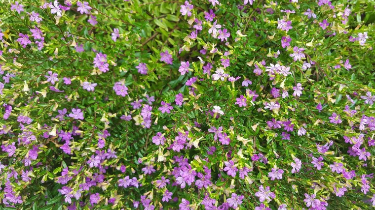 Što znate o biljci japanska mirta?